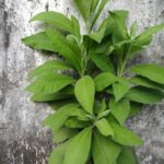 Simak! Pemasaran Online Dapat Disebut Juga Dengan Istilah Terpecaya